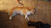 Filename=20241130_002.jpg
Filesize=520KiB
Dimensions=2048x1152
Date added=Jun 14, 2025 20241130_002.jpg