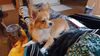 Filename=20241201_005.jpg
Filesize=232KiB
Dimensions=2048x1152
Date added=Jun 19, 2025 20241201_005.jpg