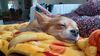 Filename=20241203_001.jpg
Filesize=326KiB
Dimensions=2048x1152
Date added=Jun 19, 2025 20241203_001.jpg