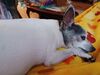 Filename=20241218_006.jpg
Filesize=317KiB
Dimensions=2048x1536
Date added=Jun 19, 2025 20241218_006.jpg