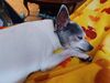Filename=20241218_007.jpg
Filesize=326KiB
Dimensions=2048x1536
Date added=Jun 19, 2025 20241218_007.jpg