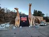 Filename=20241220_004.jpg
Filesize=525KiB
Dimensions=2048x1536
Date added=Jun 19, 2025 20241220_004.jpg