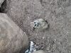 Filename=20250611_023.jpg
Filesize=3678KiB
Dimensions=2048x1536
Date added=Jul 10, 2025 20250611_023.jpg