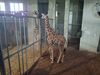 Filename=20250611_029.jpg
Filesize=3803KiB
Dimensions=2048x1536
Date added=Jul 10, 2025 20250611_029.jpg