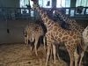 Filename=20250611_031.jpg
Filesize=3931KiB
Dimensions=2048x1536
Date added=Jul 10, 2025 20250611_031.jpg
