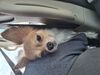 Filename=20250627_004.jpg
Filesize=3342KiB
Dimensions=2048x1536
Date added=Jul 10, 2025 20250627_004.jpg