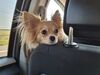 Filename=20250806_002.jpg
Filesize=420KiB
Dimensions=2048x1536
Date added=Sep 03, 2025 20250806_002.jpg